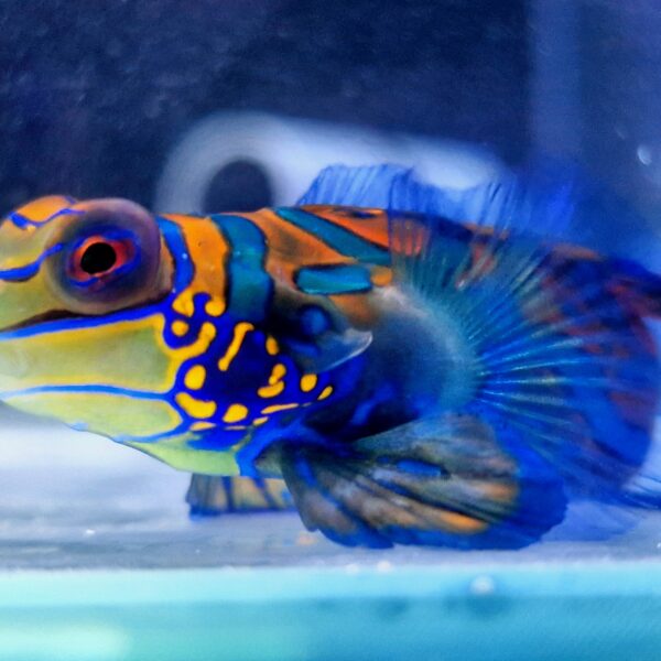 Synchiropus splendidus Mandaryn wspaniały