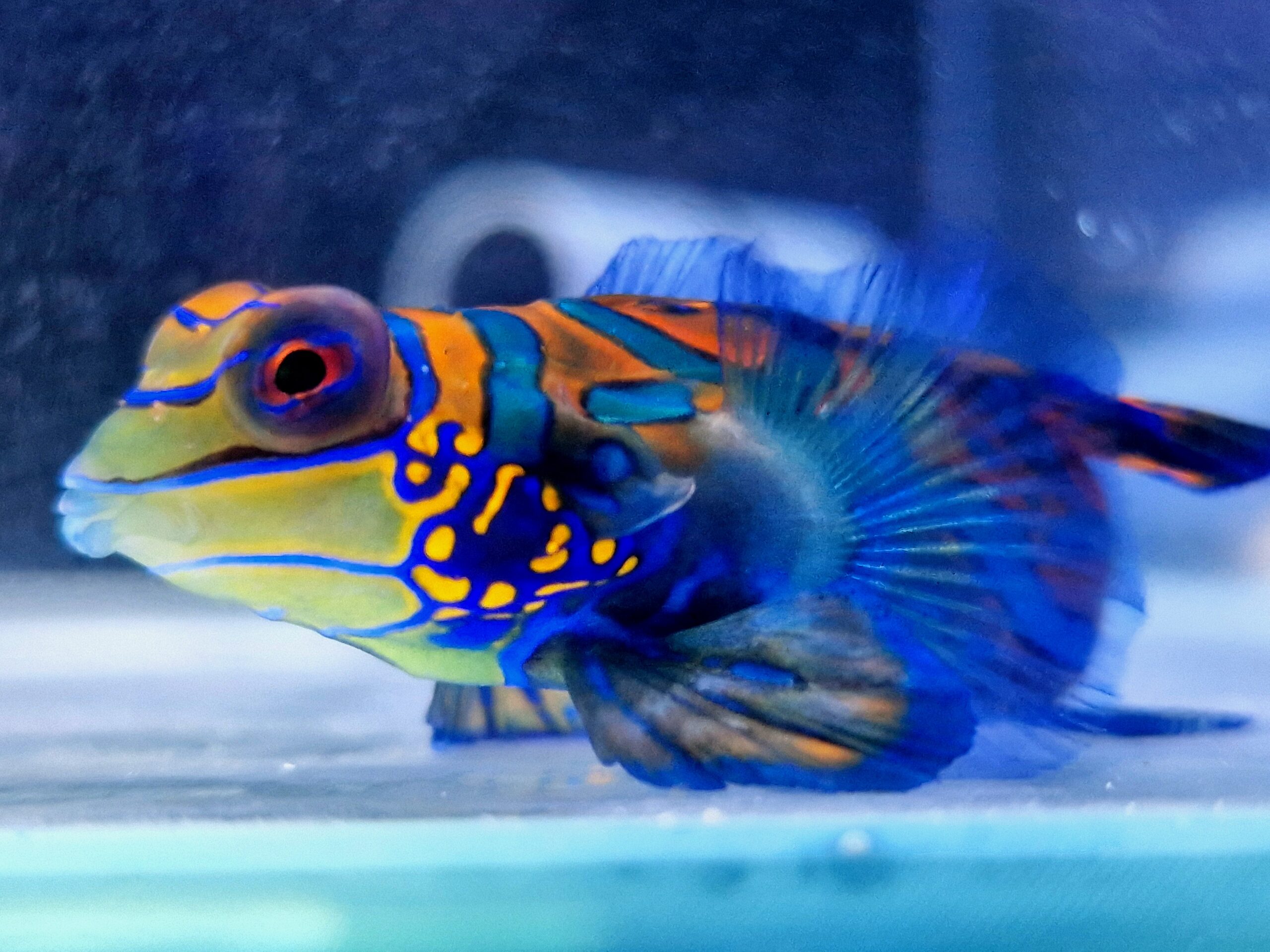 Synchiropus splendidus Mandaryn wspaniały