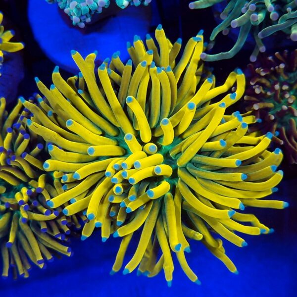 Euphyllia glabrescens Gold Banana