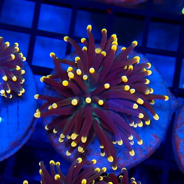 Euphyllia black torch