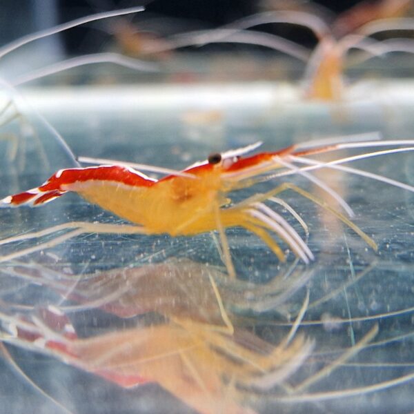Krewetka czyszcząca Lysmata amboinensis
