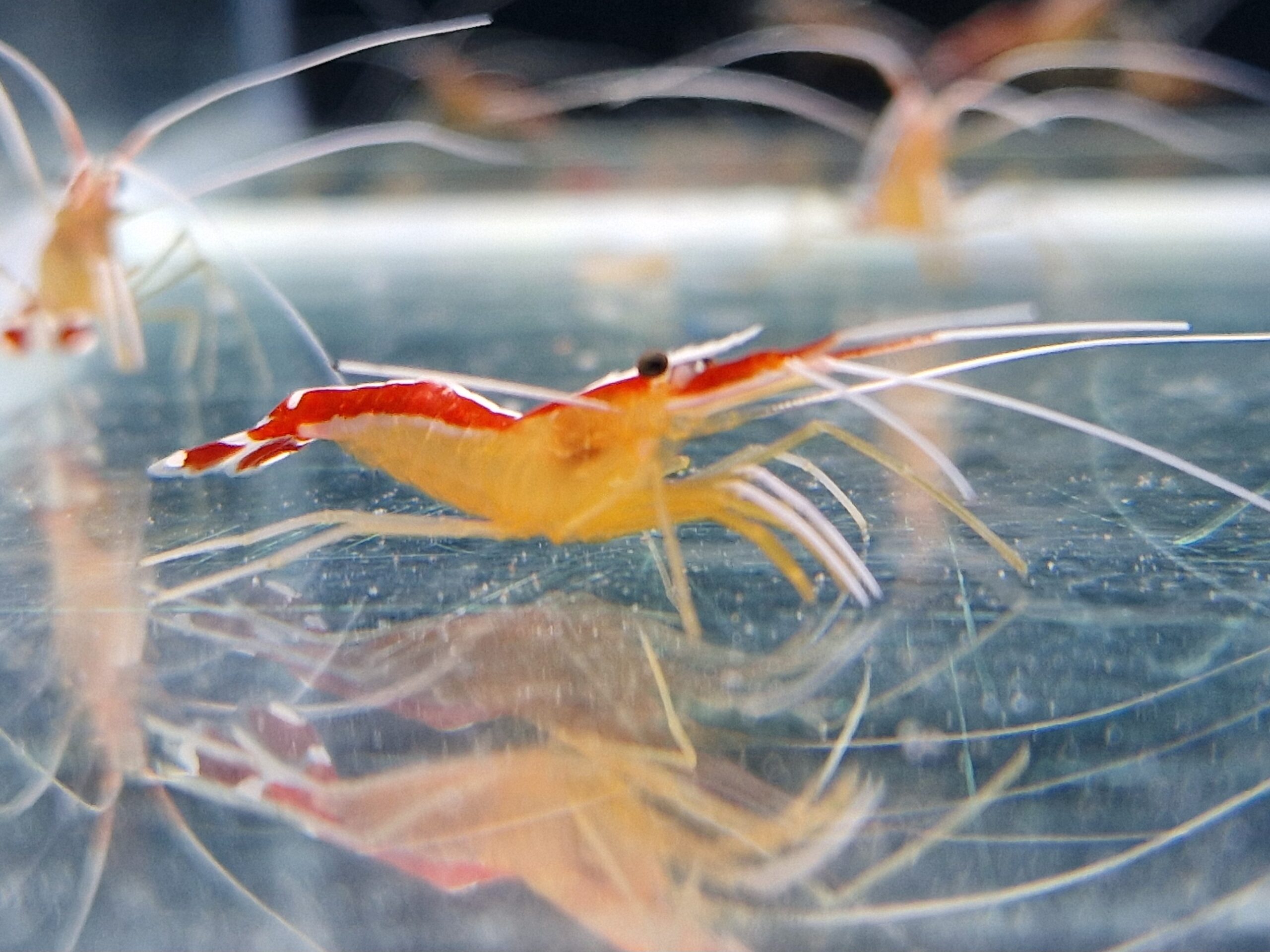 Krewetka czyszcząca Lysmata amboinensis