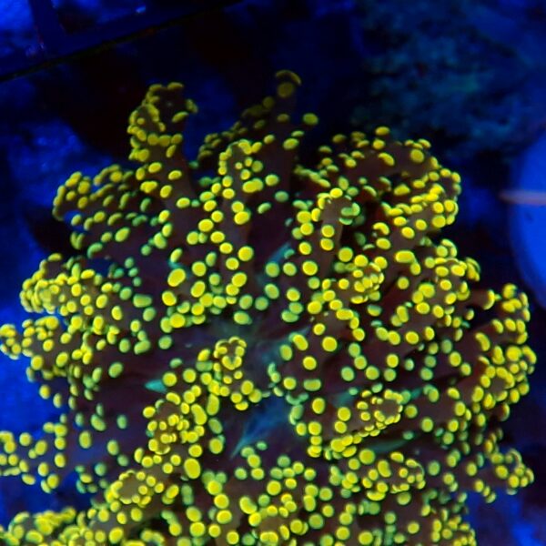 Euphyllia paradivisa