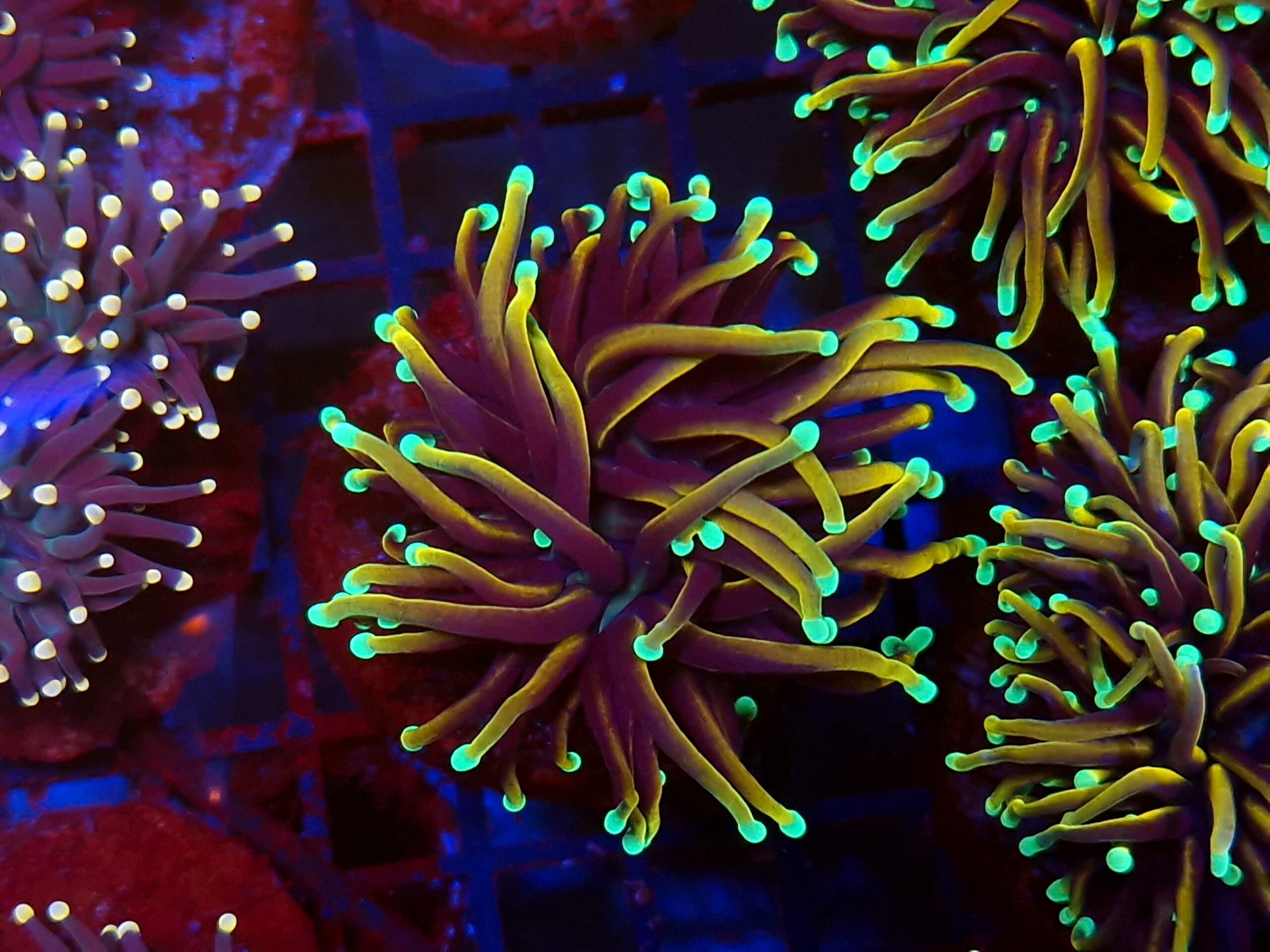 Euphyllia glabrescens Dragon Soul