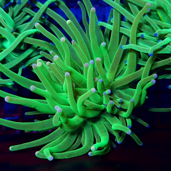 Euphyllia Green