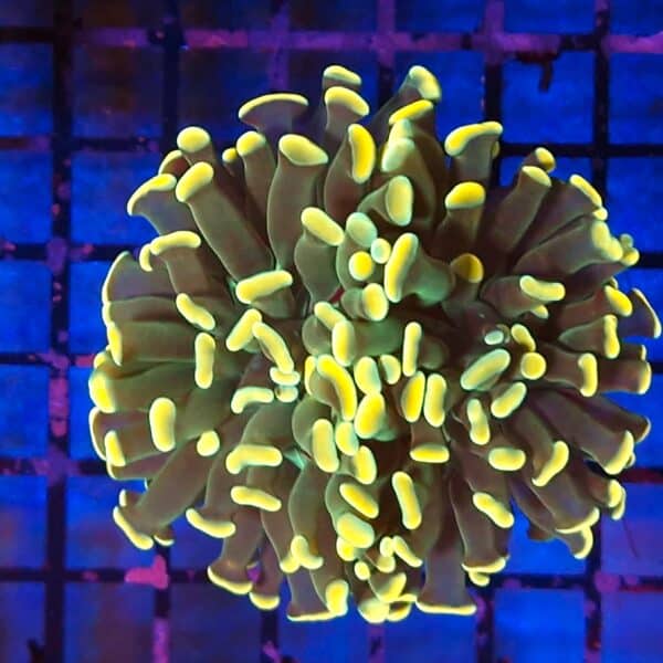 Euphyllia paraancora