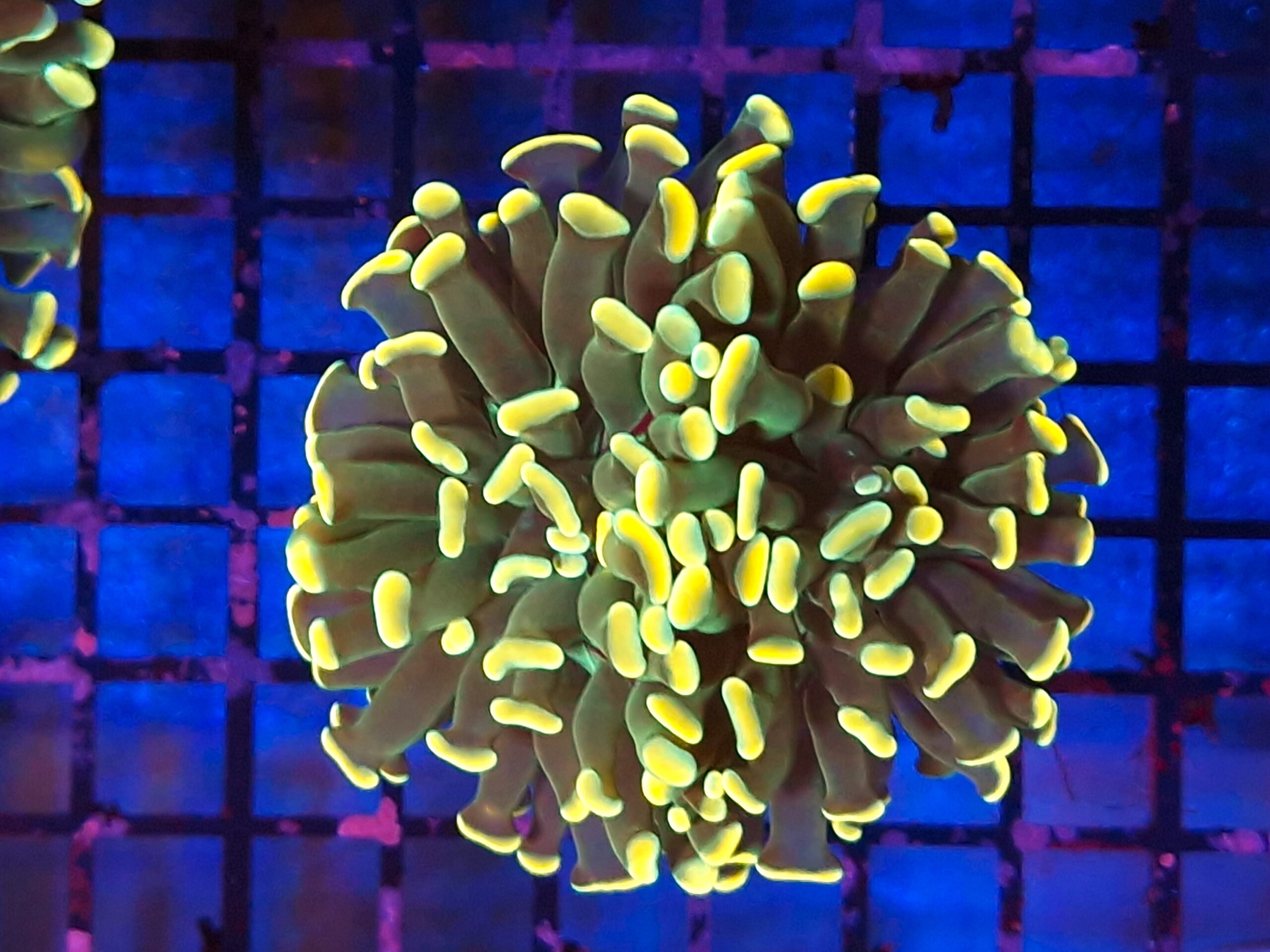 Euphyllia paraancora