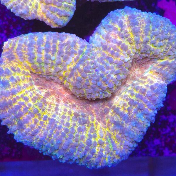 Lobophyllia Rainbow