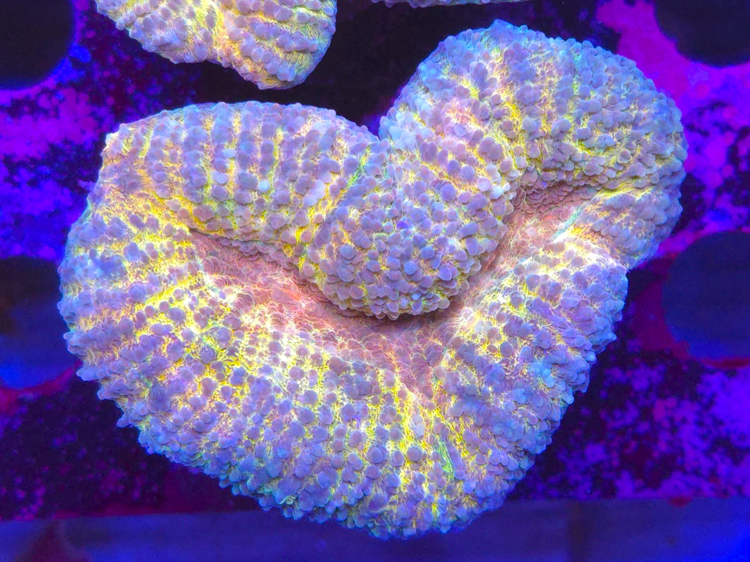 Lobophyllia Rainbow
