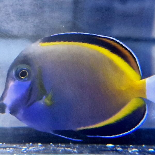 Acanthurus japonicus