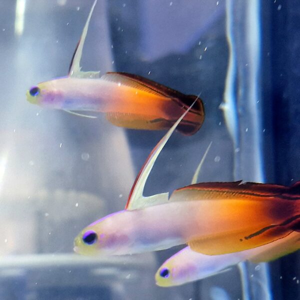 Nemateleotris magnifica