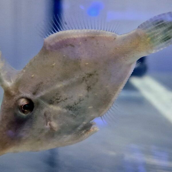 Acreichthys tomentosus