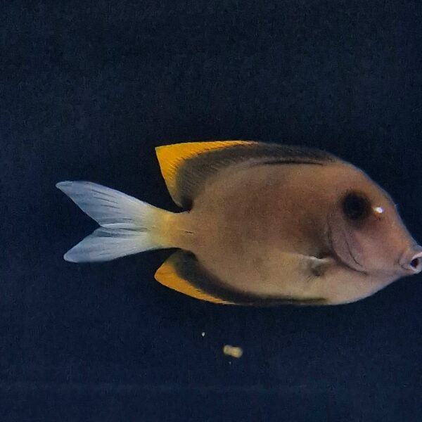 Ctenochaetus tominiensis