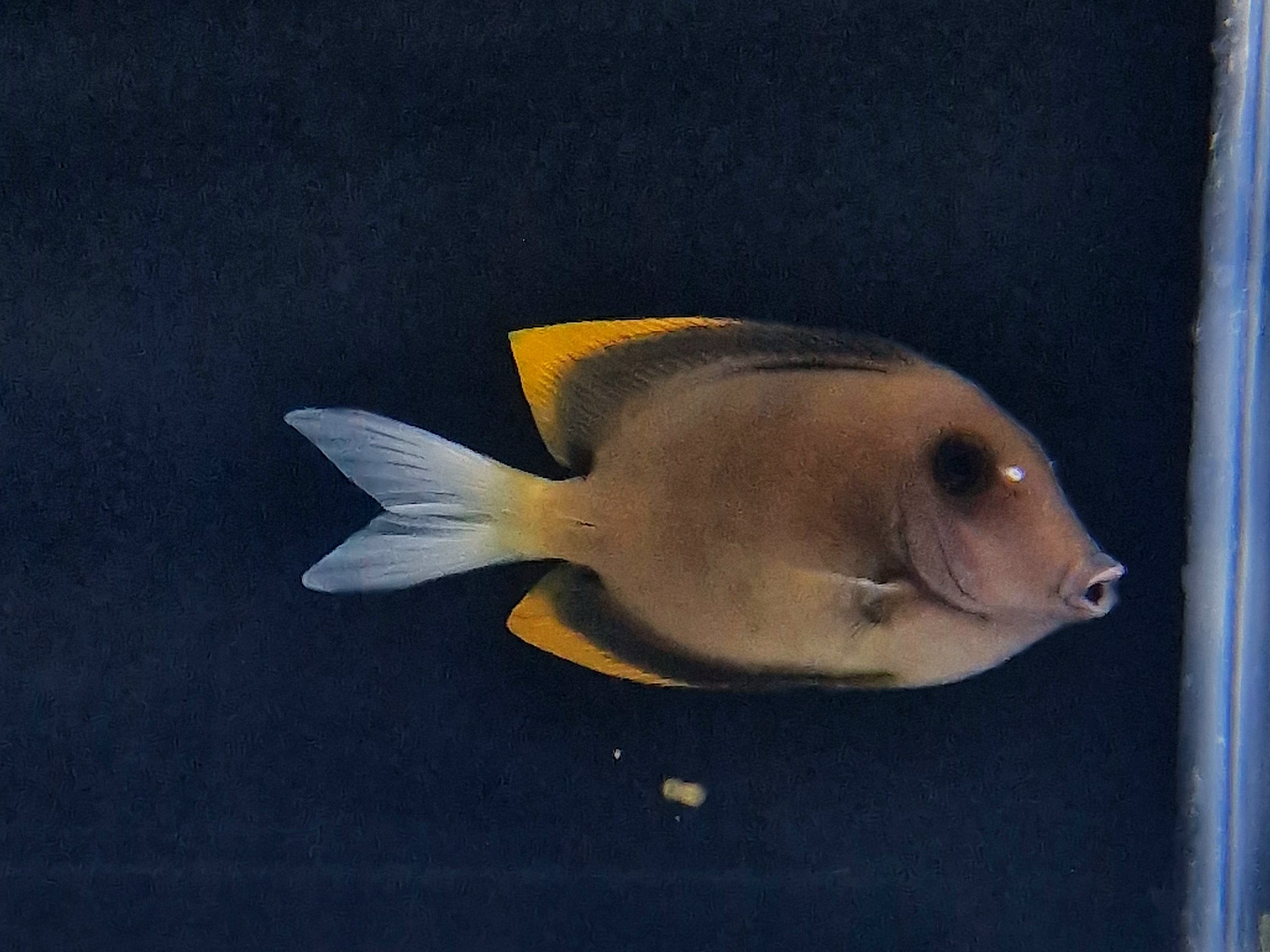 Ctenochaetus tominiensis