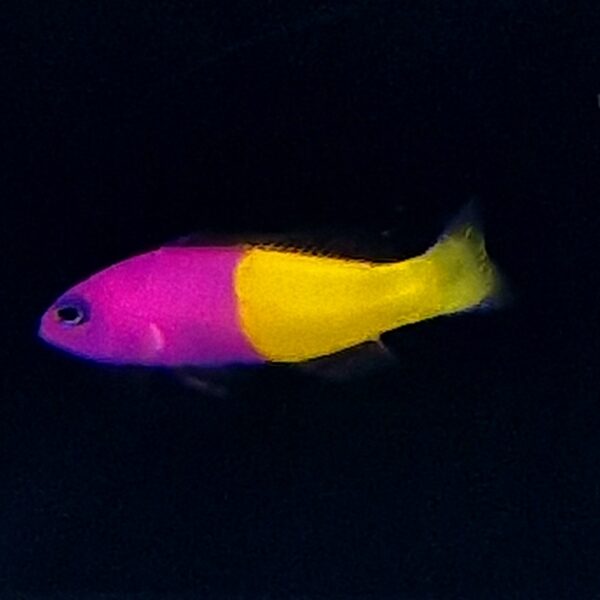 Pictichromis paccagnellae