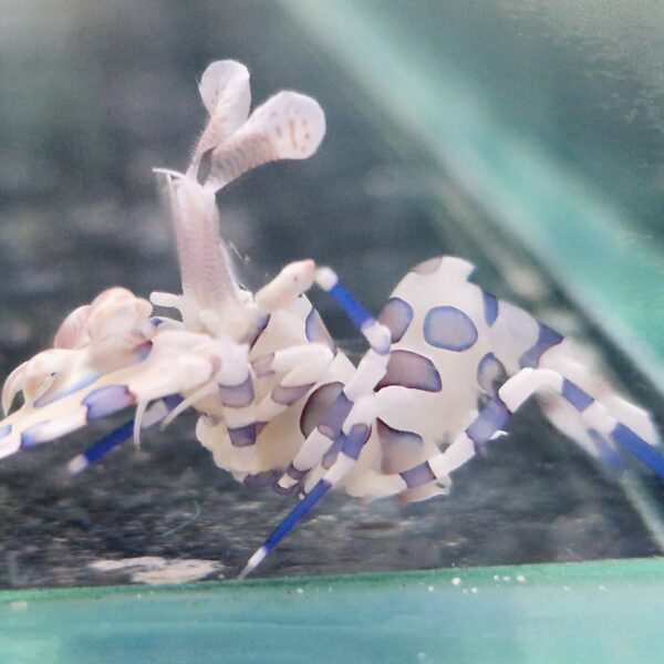 Krewetka Harlequin Hymenocera picta