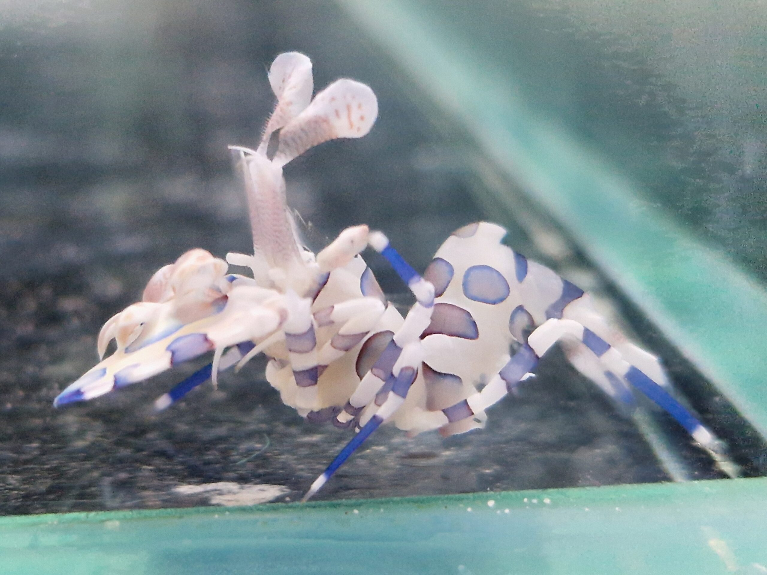 Krewetka Harlequin Hymenocera picta