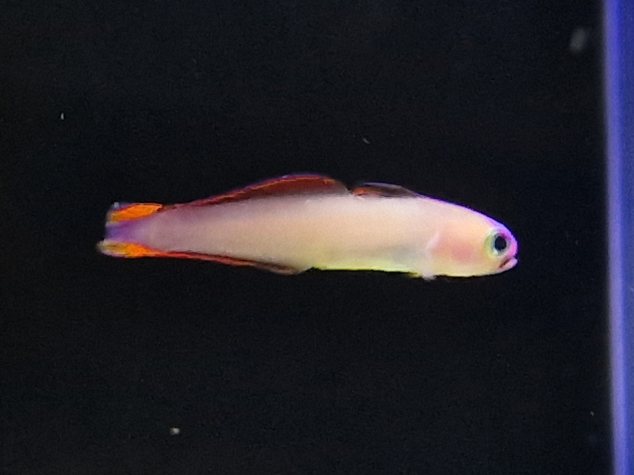 Nemateleotris decora