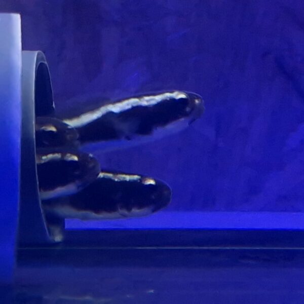 Pholidichthys leucotaenia