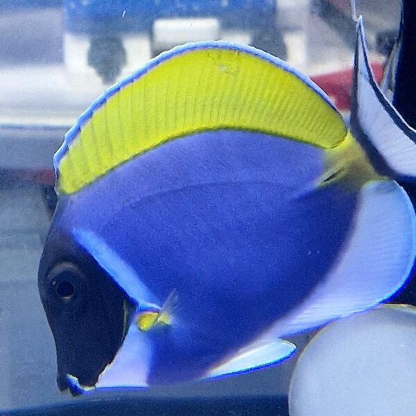 Acanthurus leucosternon