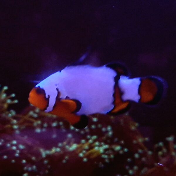 Amphiprion ocellaris Extreme Snowflake