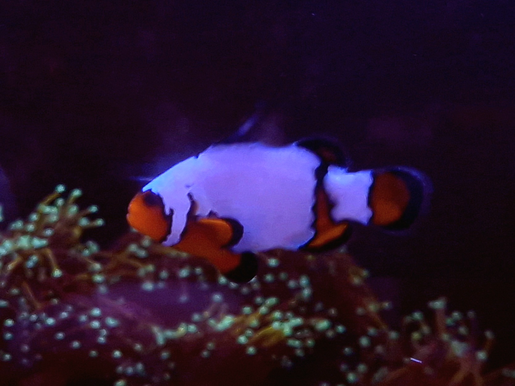 Amphiprion ocellaris Extreme Snowflake