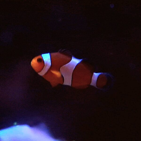 Amphiprion ocellaris