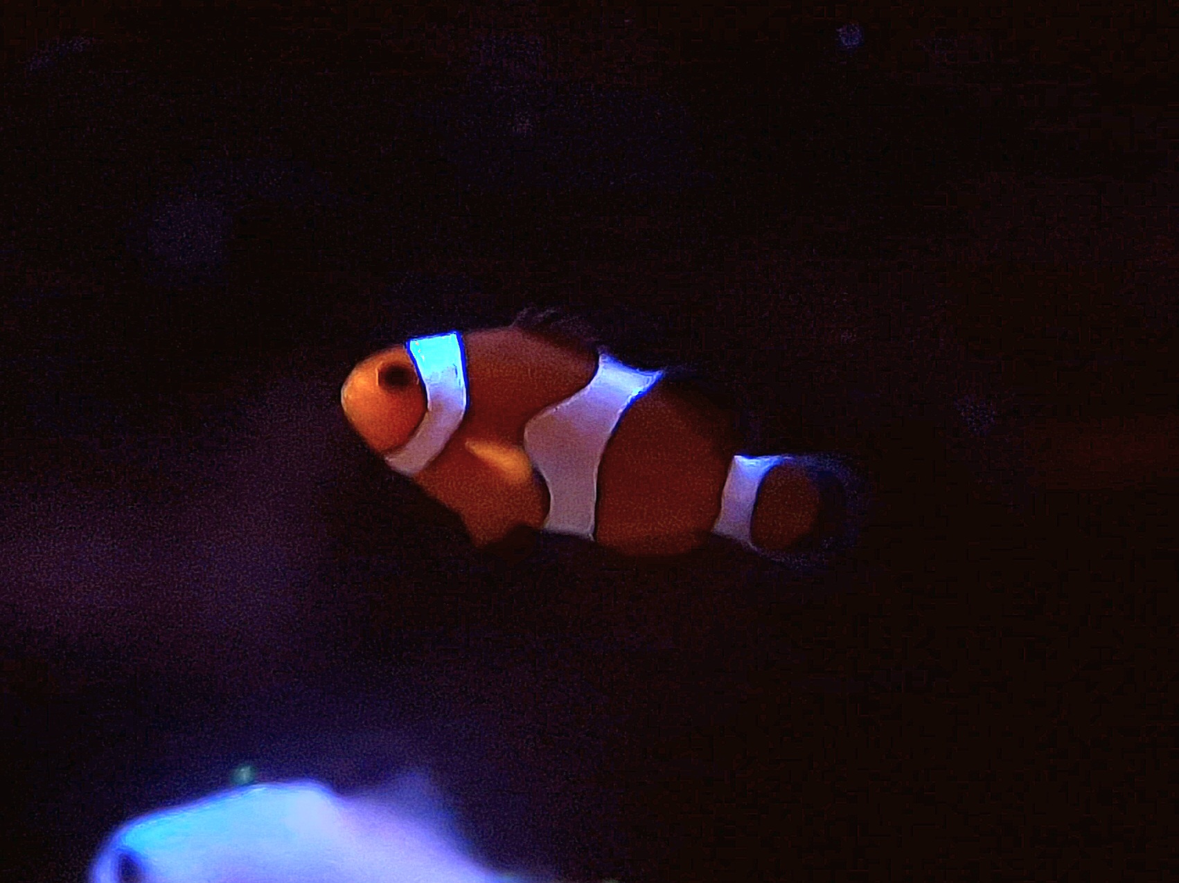 Amphiprion ocellaris
