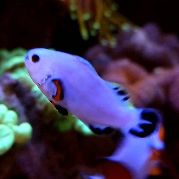 Amphiprion ocellaris Snow Storm