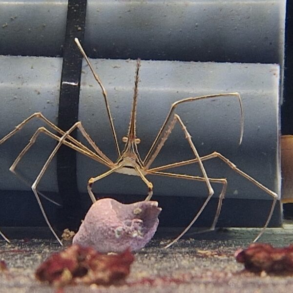 Stenorhynchus seticornis