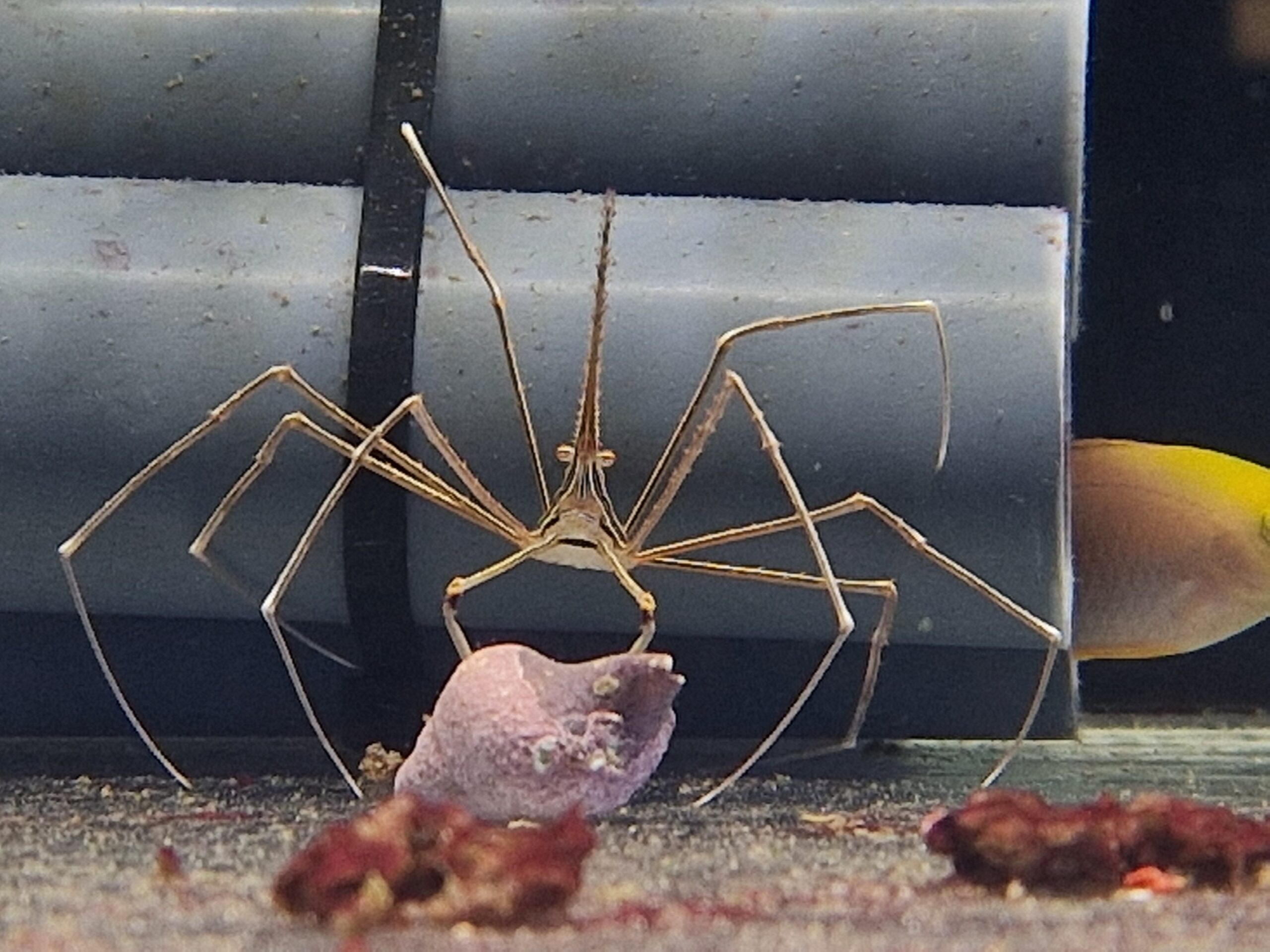 Stenorhynchus seticornis