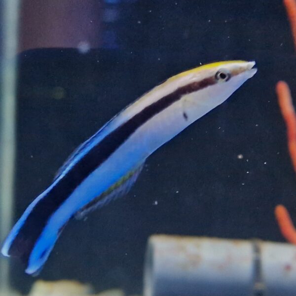 Labroides dimidiatus