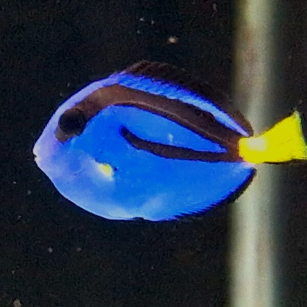 Paracanthurus Hepatus
