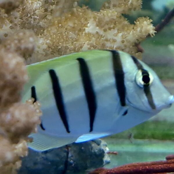 Acanthurus triostegus