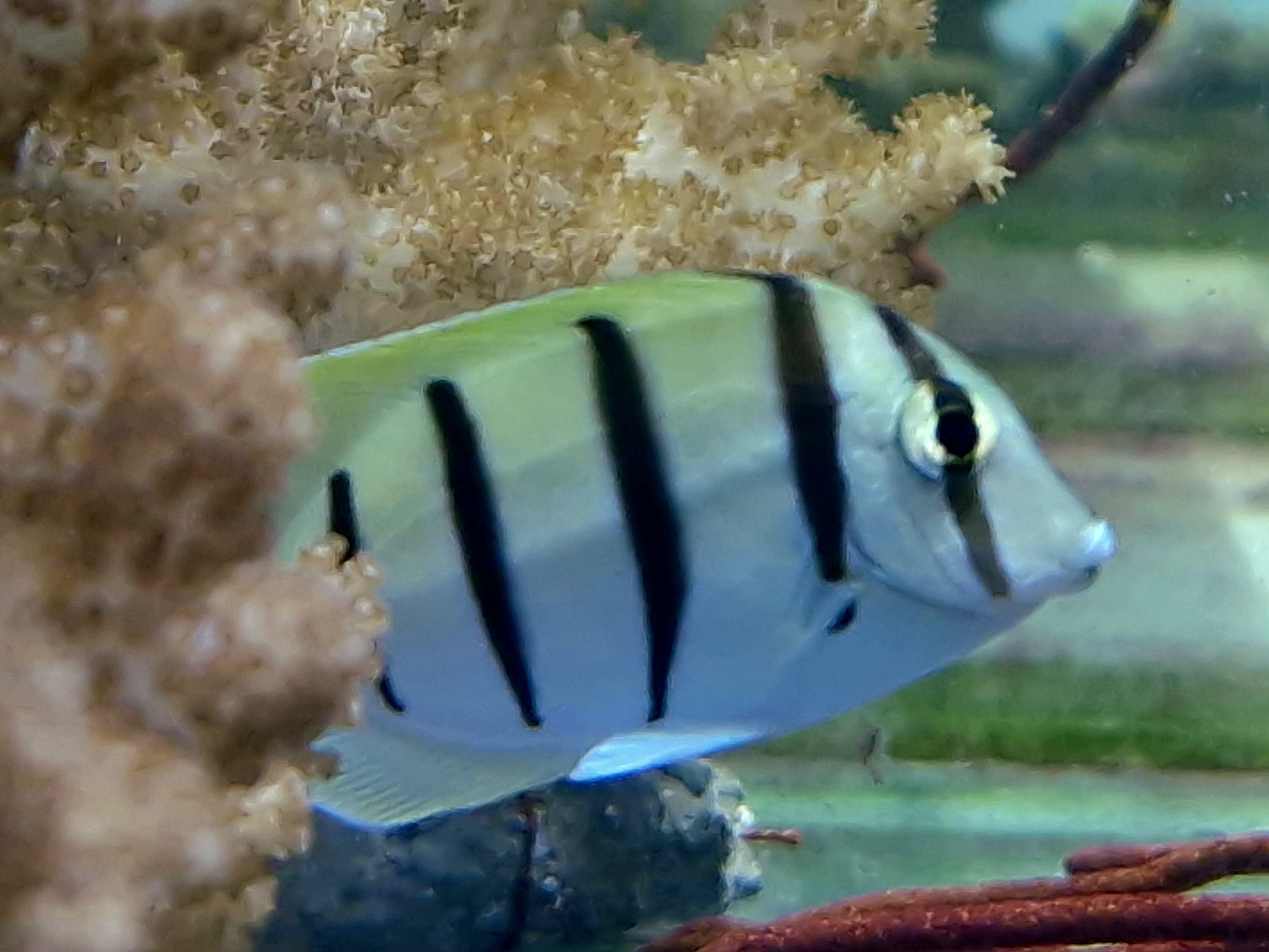 Acanthurus triostegus