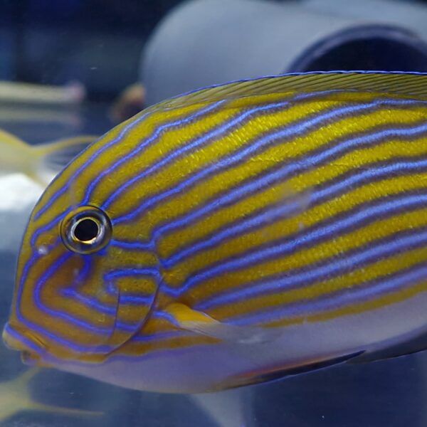 Acanthurus lineatus