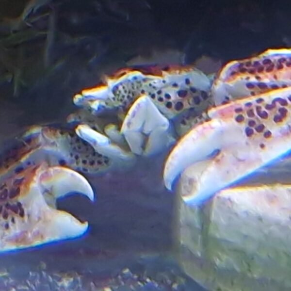 Krab Porcelanowy Neopetrolisthes oshimai