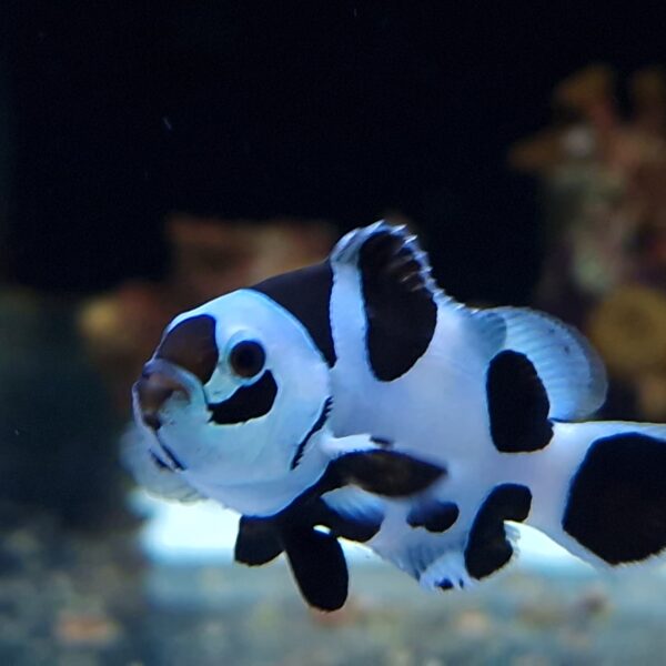 Amphiprion ocellaris Black Storm