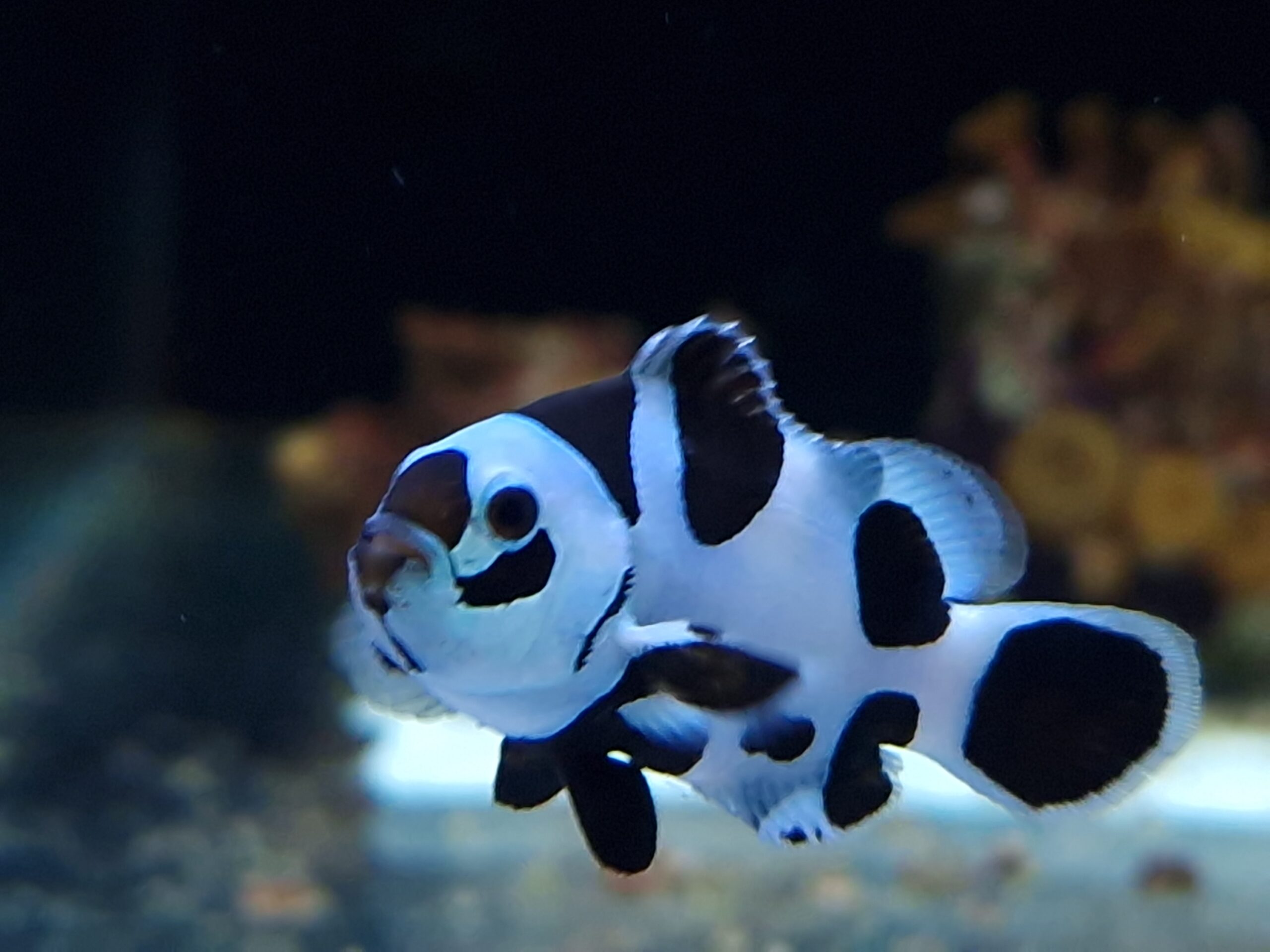 Amphiprion ocellaris Black Storm