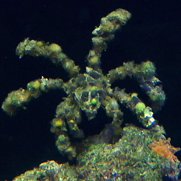 Camposcia Retusa Krab Dekorator