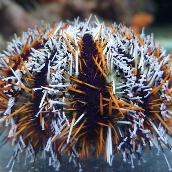 Tripneustes gratilla