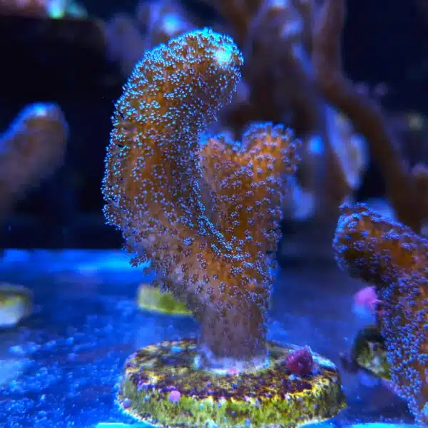 Stylophora pistillata "Milka"