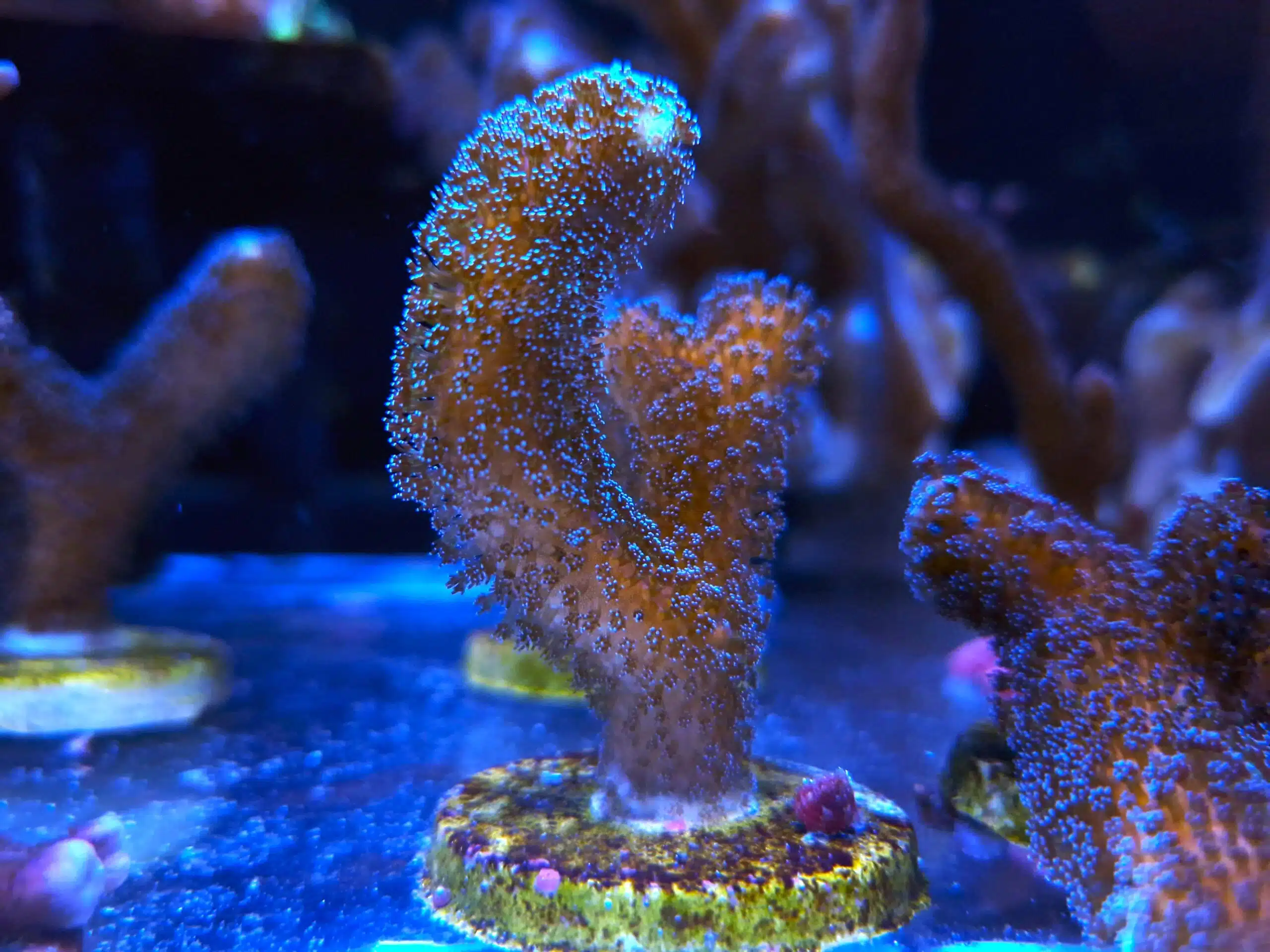 Stylophora pistillata "Milka"