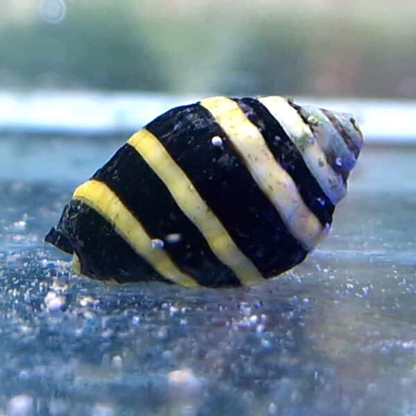 Pusiostoma mendicaria