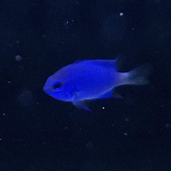 Chrysiptera springeri