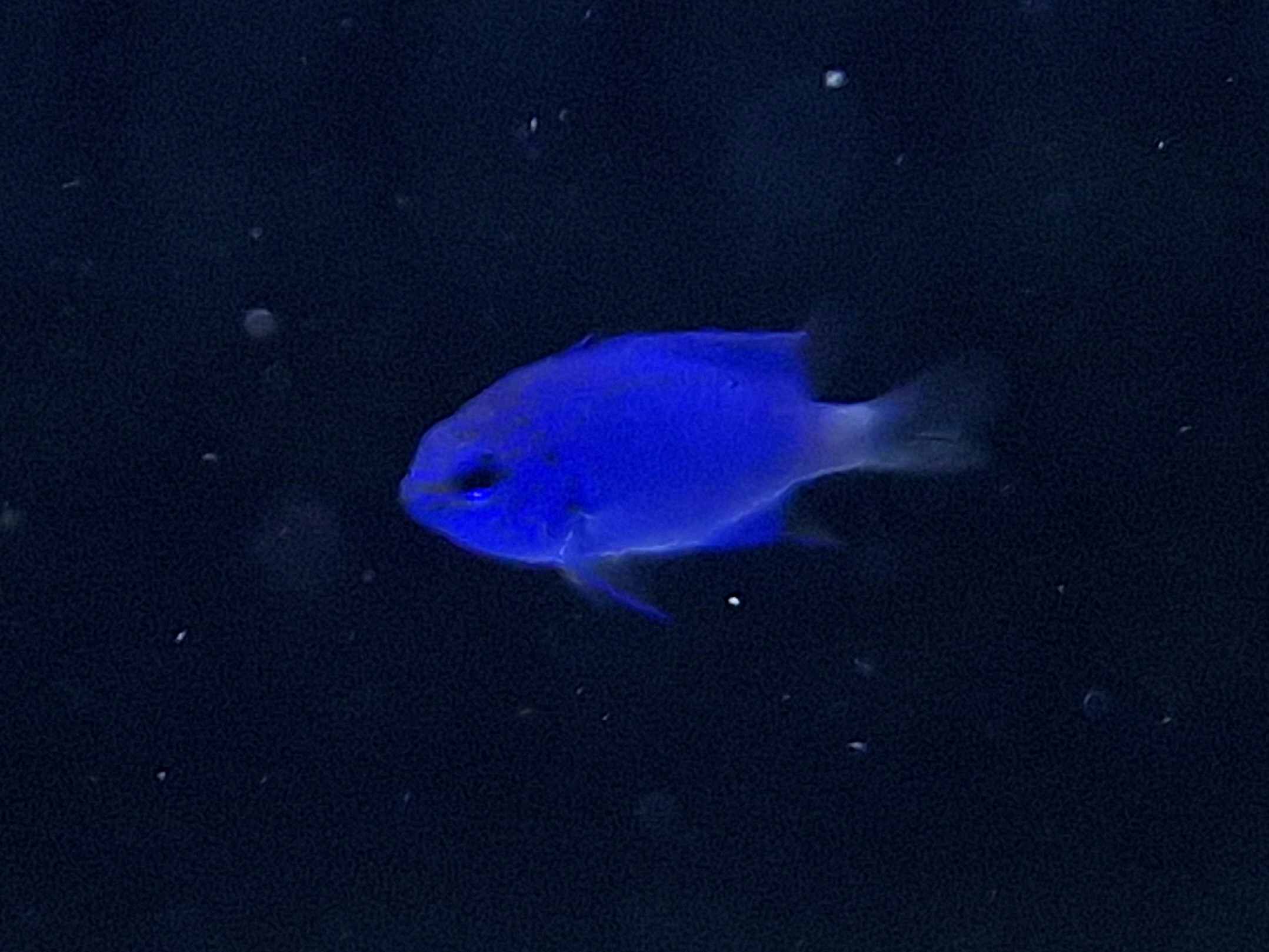 Chrysiptera springeri