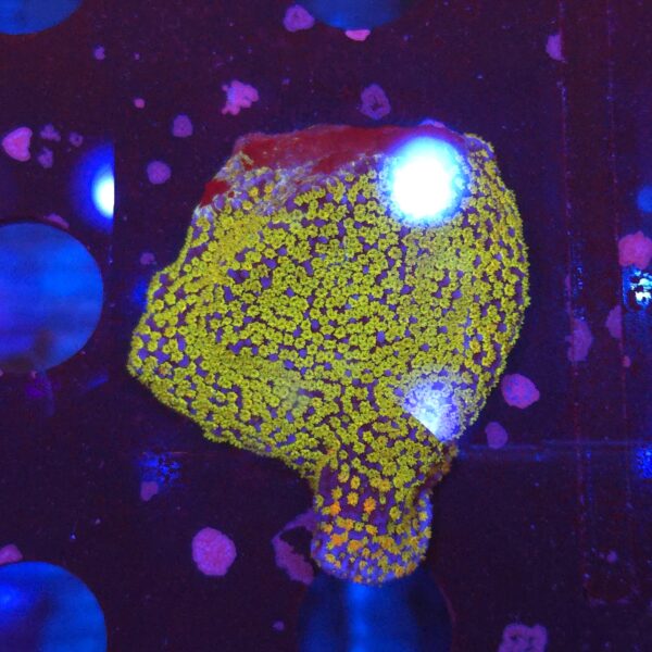 Montipora danae Rainbow