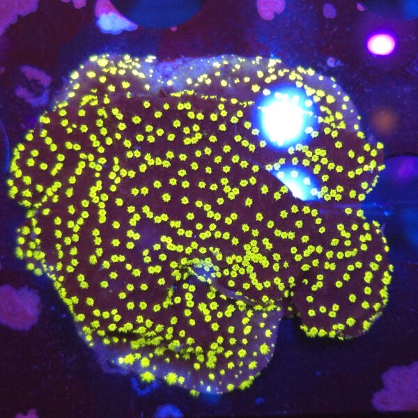 Montipora danae Frag