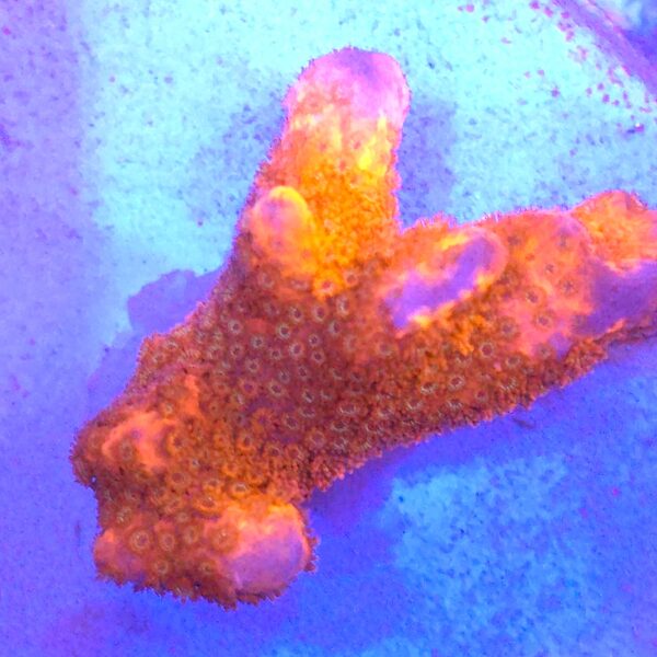 Montipora sp. Red