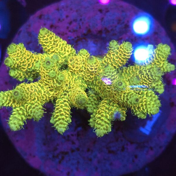 Acropora